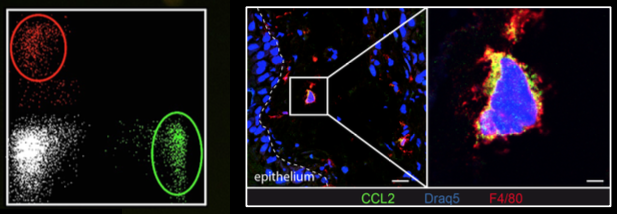Histocytometry2