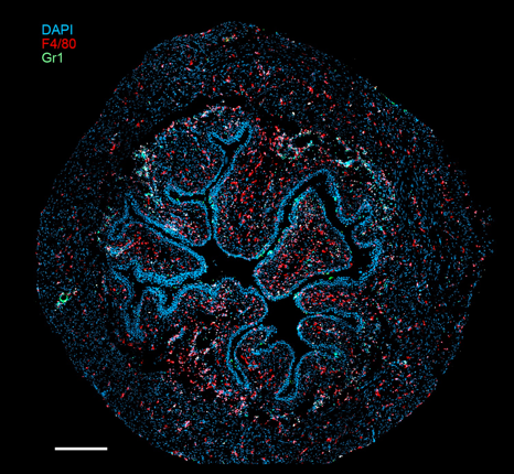 Multicolor image